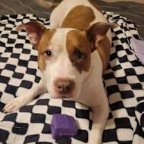 adopt-pet