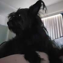 adopt-pet