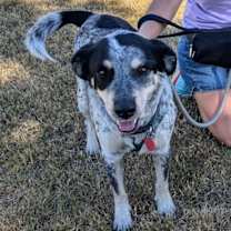 adopt-pet