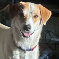 adopt-pet
