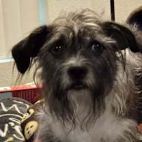 adopt-pet