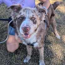 adopt-pet