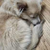 Thumbnail photo of Twinkie #3