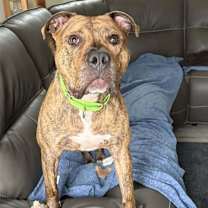 Thumbnail photo of Bacon #1