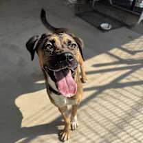 Thumbnail photo of Cinnamon #3