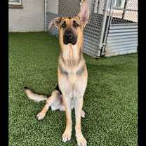adopt-pet