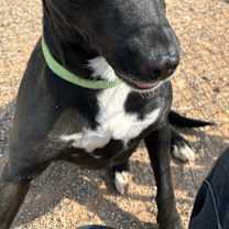 adopt-pet