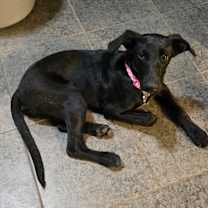 adopt-pet