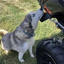 Thumbnail photo of Nahkita #4