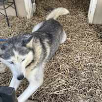 Thumbnail photo of Nahkita #2