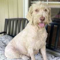 Thumbnail photo of GOLDIE BELLE #1