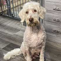 Thumbnail photo of GOLDIE BELLE #2