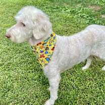 Thumbnail photo of GOLDIE BELLE #3