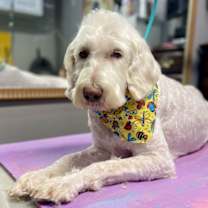 Thumbnail photo of GOLDIE BELLE #4