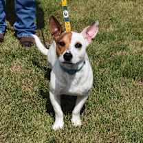 Thumbnail photo of Skippy #2