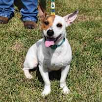 Thumbnail photo of Skippy #4