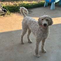 Thumbnail photo of Zoey #2