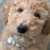 Thumbnail photo of Winnie #1