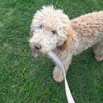 Thumbnail photo of Winnie #3