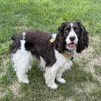 Thumbnail photo of Rooster #1