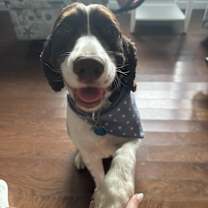 Thumbnail photo of Rooster #2