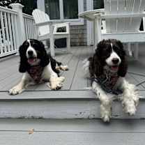 Thumbnail photo of Rooster #3