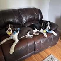 Thumbnail photo of Rooster #4