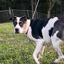 Thumbnail photo of Pepper #2