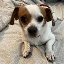 adopt-pet