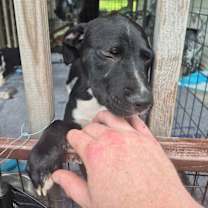 Thumbnail photo of Daffodil #1