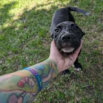 Thumbnail photo of Daffodil #2