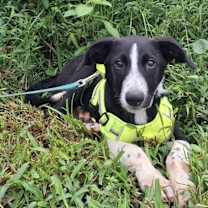 adopt-pet