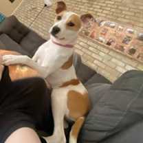 Thumbnail photo of Bacon #1