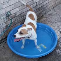 Thumbnail photo of Bacon #2