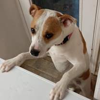 Thumbnail photo of Bacon #3