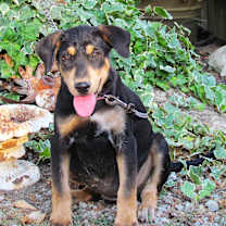 Thumbnail photo of ZURI #1