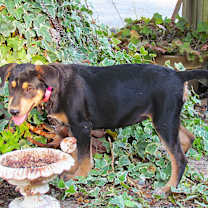 Thumbnail photo of ZURI #2