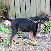 Thumbnail photo of ZURI #4