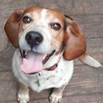 Thumbnail photo of Hunter #1