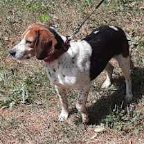 Thumbnail photo of Hunter #2