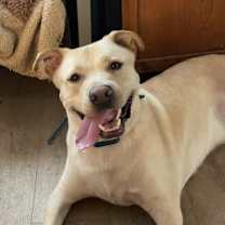 Thumbnail photo of Casper #3