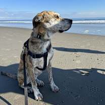 Thumbnail photo of Otis #4