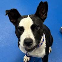 Thumbnail photo of Orca #2