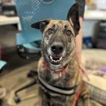 Thumbnail photo of Red #1