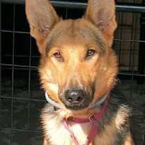 Thumbnail photo of Elsie [Training Hold] #1