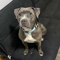 Thumbnail photo of Bella #1