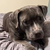 Thumbnail photo of Bella #2