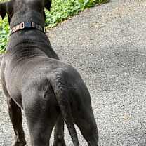 Thumbnail photo of Bella #3