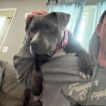 Thumbnail photo of Bella #4