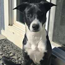 Thumbnail photo of Roxy #2